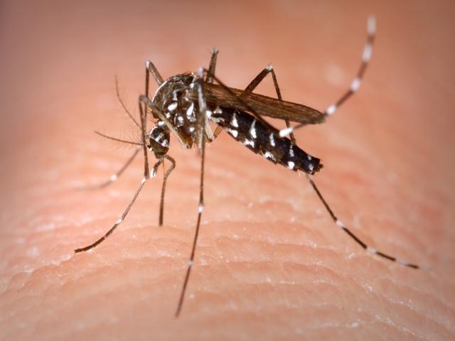 Calendario 2024 interventi anti zanzare nelle aree verdi del territorio