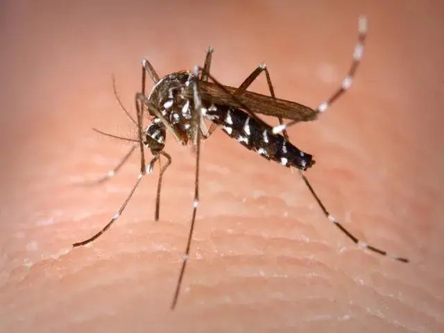 Mercoledì 5 luglio interventi anti zanzare nelle aree verdi del territorio