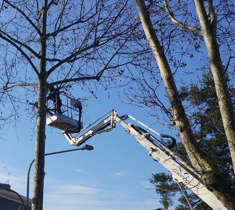 Taglio rami ed alberi in prossimità della rete ferroviaria, emessa un ordinanza contingibile e urgente 