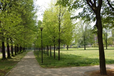 Piano di interventi per le potature e gli abbattimenti degli alberi della città