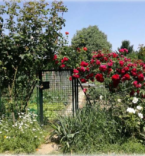 Vita nuova agli orti del Parco Nord: aperte le  iscrizioni  per l'assegnazione
