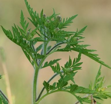 Prevenzione allergie da Ambrosia 